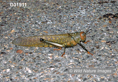 Giant Red-winged Grasshopper (Tropidacris cristata)